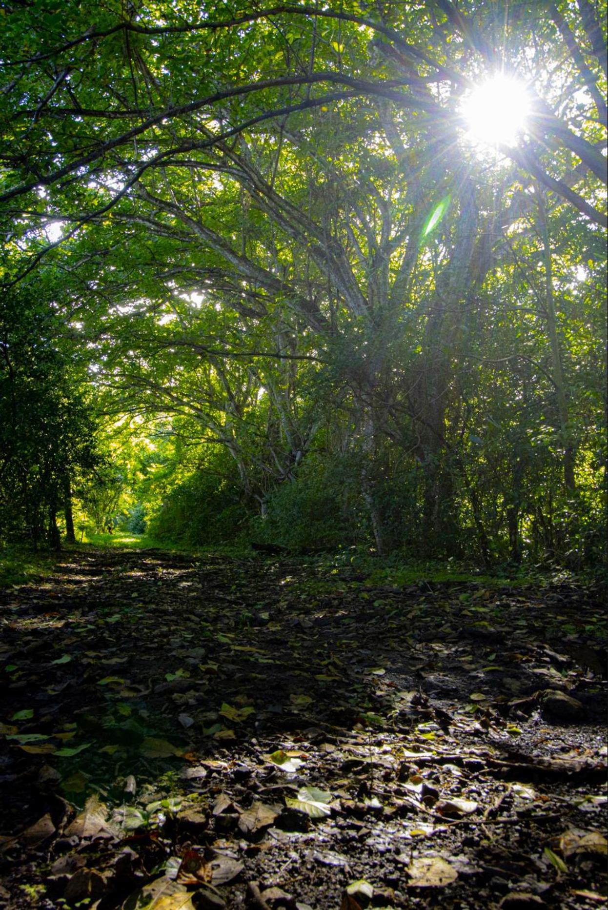 Cabinas La Fulanita Lejlighedshotel Nicoya Eksteriør billede